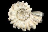 Bumpy Douvilleiceras Ammonite - Madagascar #79128-1